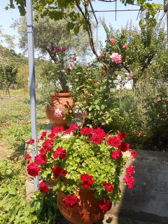 Hotel Dafnes Skopelos Exterior foto
